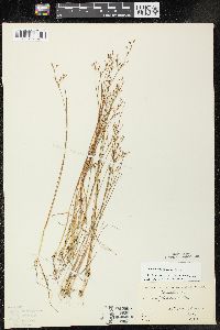 Juncus pelocarpus image