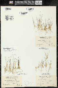 Juncus pelocarpus image