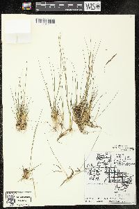 Juncus pelocarpus image