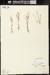 Juncus pelocarpus image