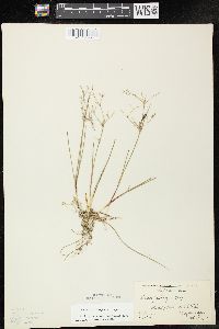 Juncus pelocarpus image