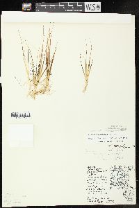 Juncus pelocarpus image