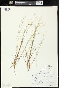 Juncus pelocarpus image