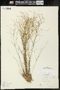 Juncus pelocarpus image