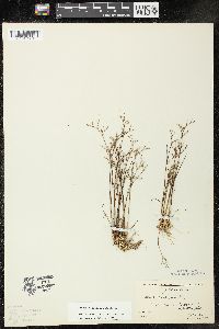 Juncus pelocarpus image