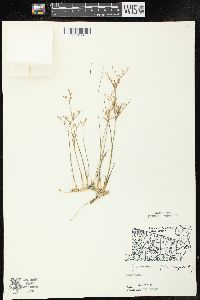 Juncus pelocarpus image