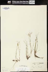 Juncus pelocarpus image