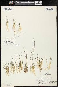 Juncus pelocarpus image