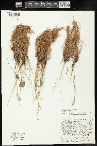 Juncus tenuis image