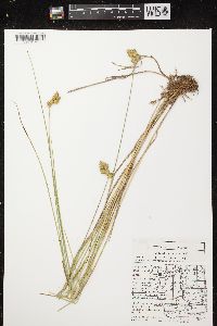 Carex scoparia var. scoparia image