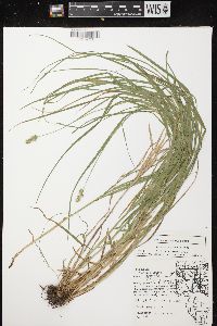 Carex normalis image