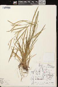 Image of Carex ormostachya