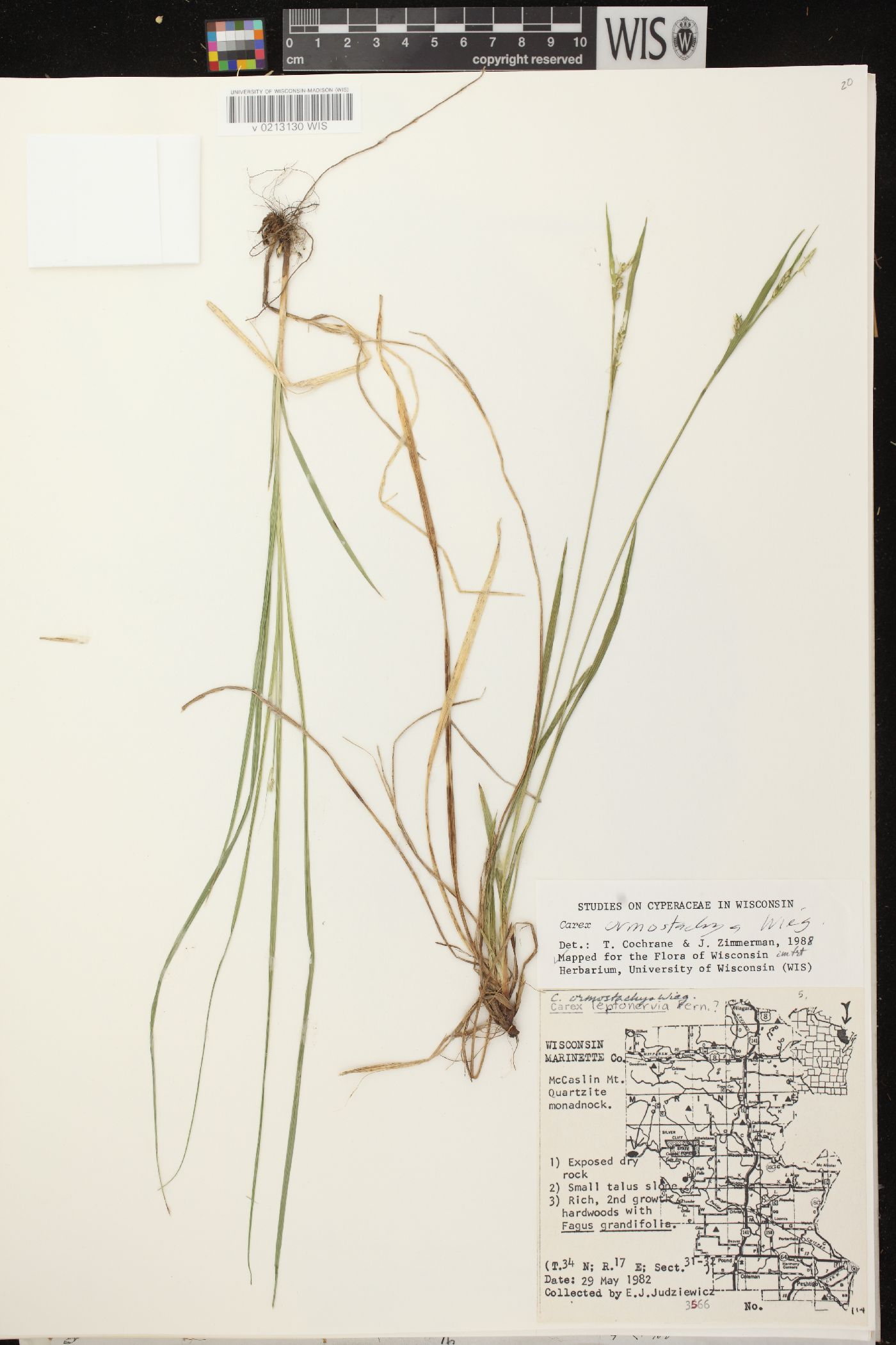 Carex ormostachya image