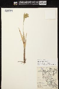 Carex pseudocyperus image