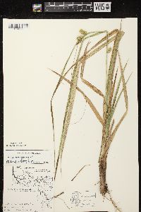 Carex pseudocyperus image