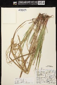 Carex pseudocyperus image