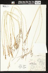 Juncus balticus subsp. littoralis image