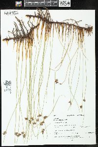 Juncus balticus subsp. littoralis image