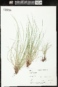 Carex rossii image