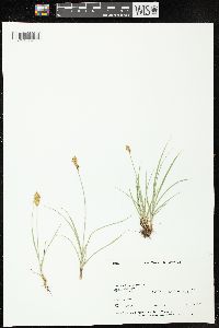 Carex douglasii image