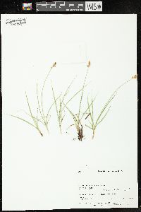 Carex douglasii image