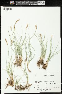 Carex douglasii image