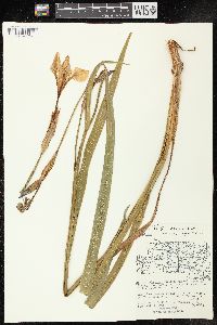 Iris versicolor image