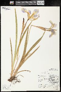 Iris versicolor image