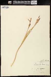 Iris versicolor image