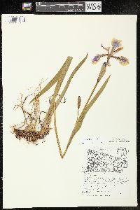 Iris versicolor image