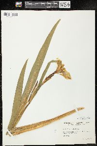 Iris versicolor image