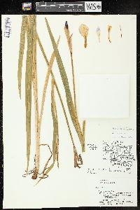 Iris versicolor image