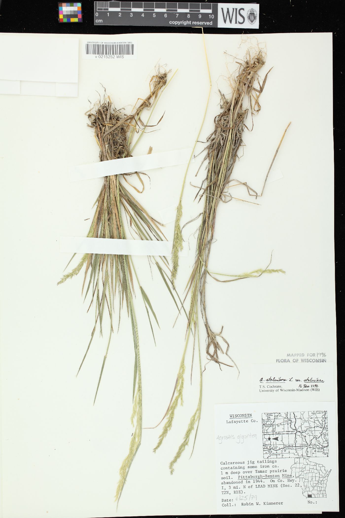 Agrostis stolonifera var. stolonifera image
