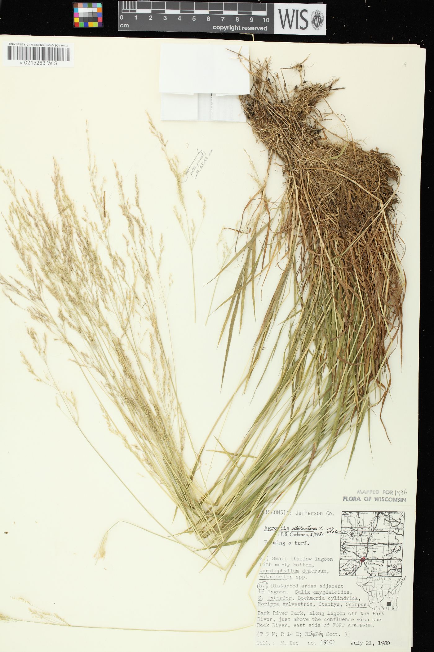 Agrostis stolonifera var. stolonifera image