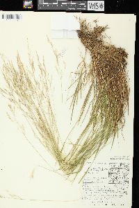 Agrostis stolonifera var. stolonifera image