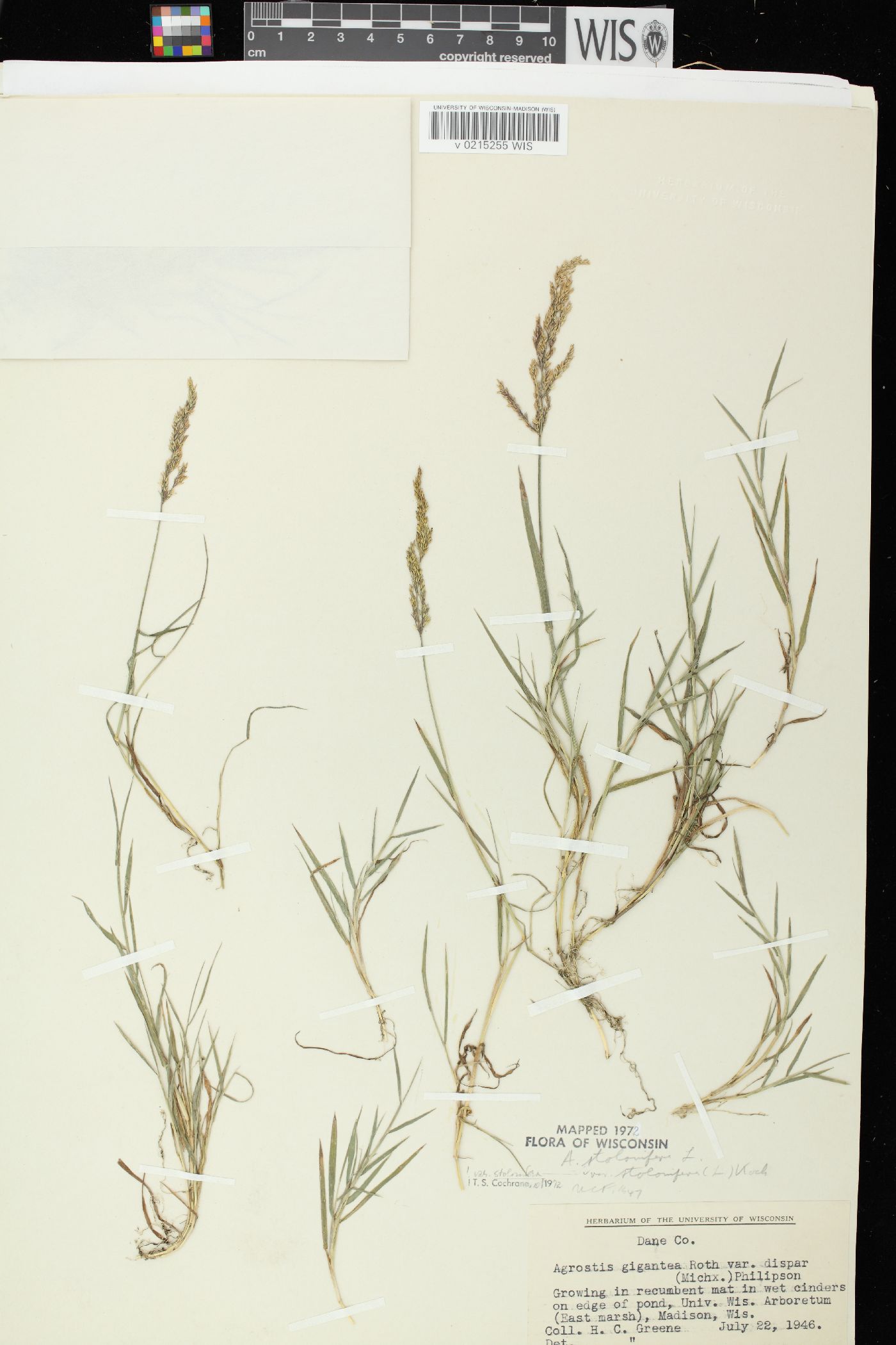 Agrostis stolonifera var. stolonifera image