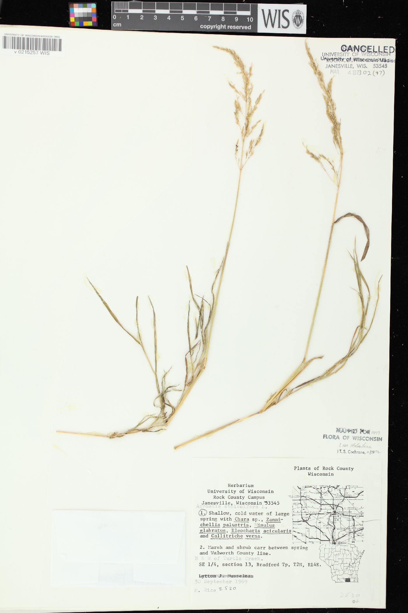 Agrostis stolonifera var. stolonifera image