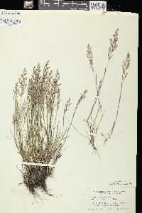 Agrostis stolonifera var. stolonifera image