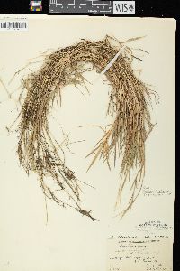 Agrostis stolonifera var. stolonifera image