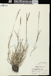 Agrostis stolonifera var. stolonifera image