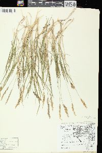 Agrostis stolonifera var. stolonifera image