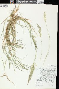 Agrostis stolonifera var. stolonifera image