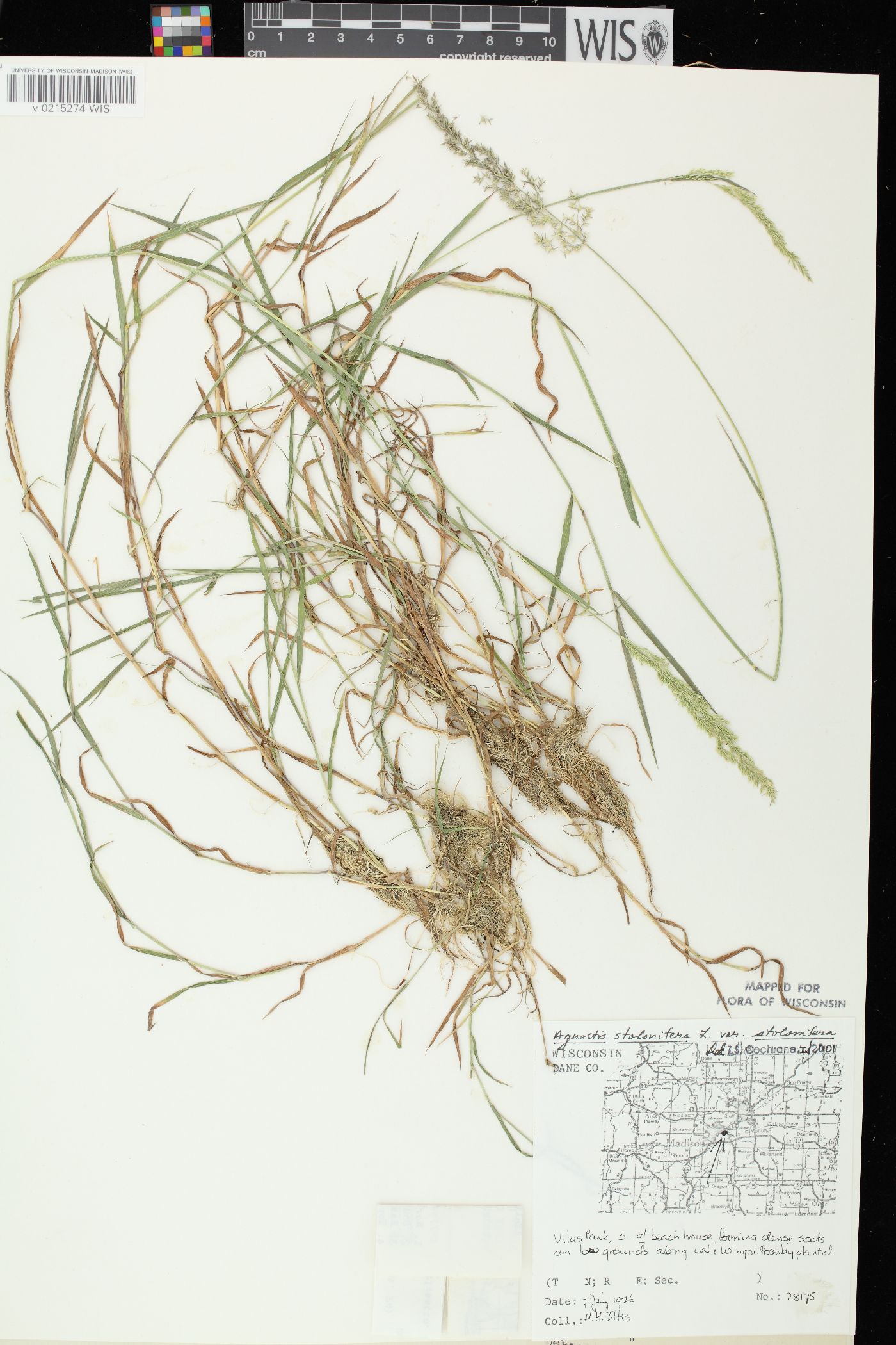 Agrostis stolonifera var. stolonifera image