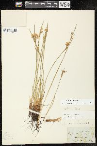 Sisyrinchium albidum image