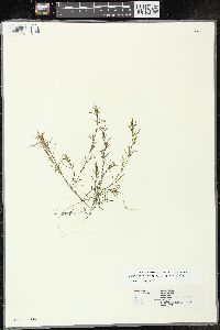 Najas guadalupensis subsp. guadalupensis image