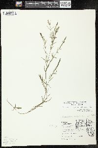 Najas guadalupensis subsp. guadalupensis image