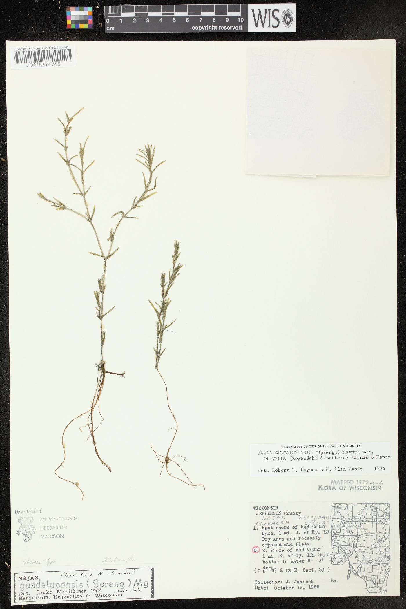 Najas guadalupensis subsp. olivacea image