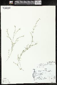 Najas guadalupensis subsp. olivacea image