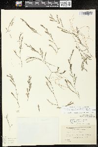 Najas guadalupensis subsp. olivacea image