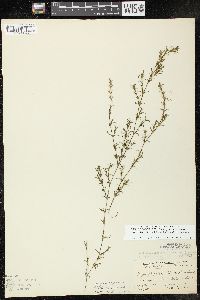 Najas guadalupensis subsp. olivacea image